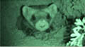 ferret