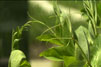 peas